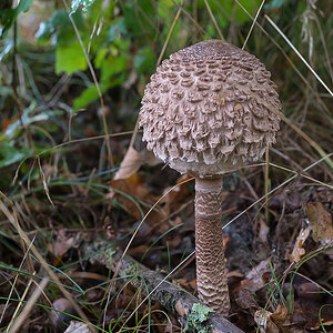 Parasol-Kopf (1 von 1).jpg