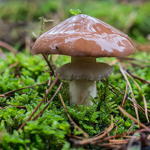 Butterpilz (1 von 1).jpg