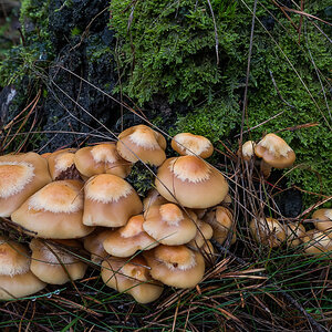 Stockschwämmchen (1 von 1).jpg