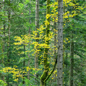 Herbst im Koppental
