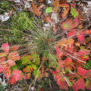 Herbstbunt (1 von 1).jpg