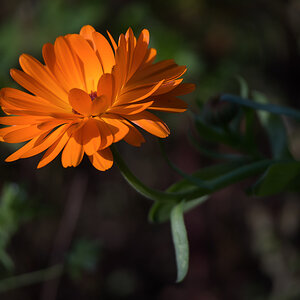 Ringelblume (1 von 1).jpg