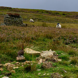 C2C_DSC_1044.jpg