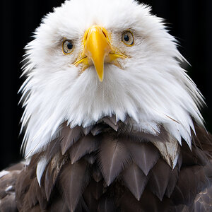 Z9A_3801-NEF_DxO_DeepPRIME.jpg