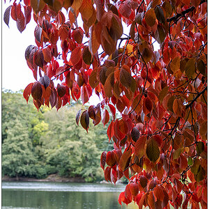 436 Herbstliche Stimmung im Schrevenpark III