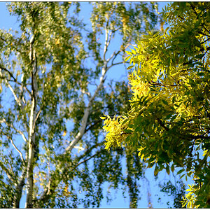 433 Herbstliche Stimmung im Schrevenpark V