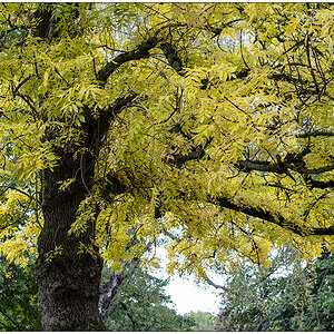 434 Herbstliche Stimmung im Schrevenpark VI