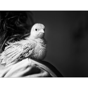 ChDSC_4064.jpg