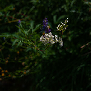 DSD_5650.jpg