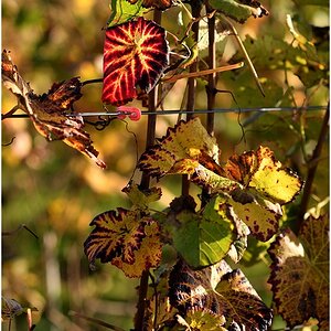 comp_DSC_8909.jpg