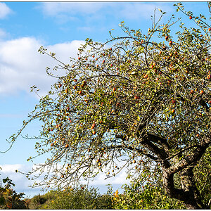 489 Schrebergarten – Apfelbaum