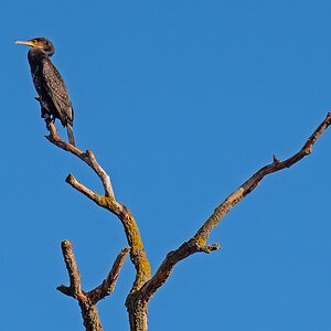 Kormoran.jpg