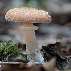 Pilz.jpg