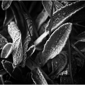 comp_DSC_0030 Kopie.jpg