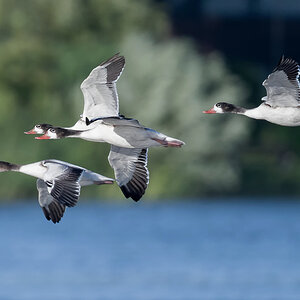 D50_7754_unbekannte Gänse_Elbe IIA_8_2022.jpg