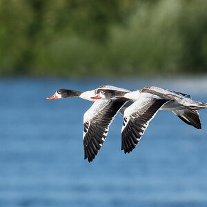 D50_7759_unbekannte Gans _Ente_IIA_Elbe_8_2022.jpg