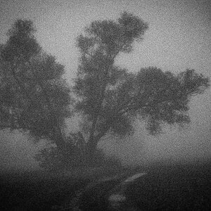 Weide im Nebel