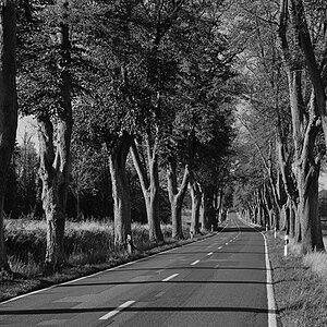 Allee BW_bearbeitet-1.jpg