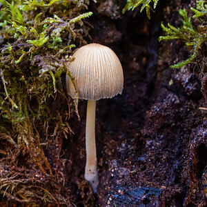 Unbekannter Pilz.jpg