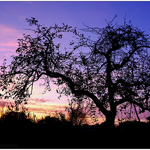 499 In der Bünte – Sonnenuntergang hinterm Apfelbaum I