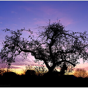 500 In der Bünte – Sonnenuntergang hinterm Apfelbaum II