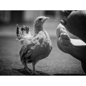 ChDSC_4139.jpg