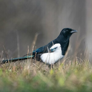 Elster im Gras.jpg