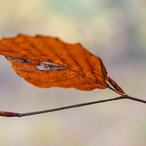Blatt und Knospe.jpg