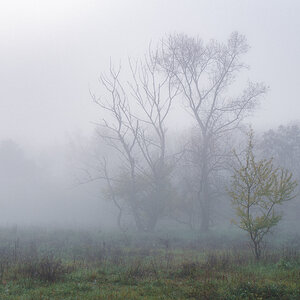 Novembernebel