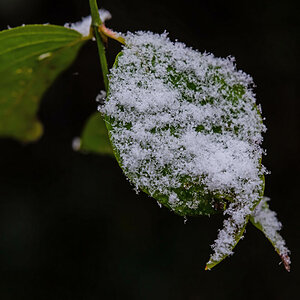 Schneeblatt.jpg