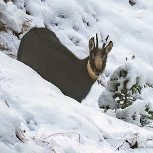 Gams.jpg