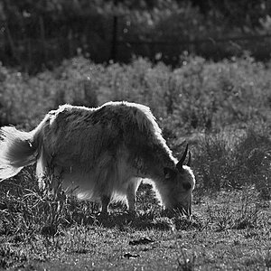 Yak BW_bearbeitet-1.jpg