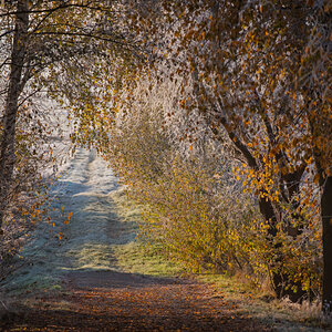 Frost in den Seewiesen 1.jpg