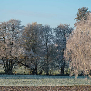 Frost in den Seewiesen 2.jpg