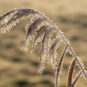 Frost in den Seewiesen 4.jpg