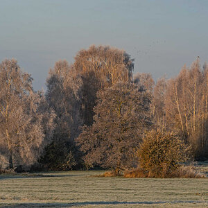 Frost in den Seewiesen 5.jpg
