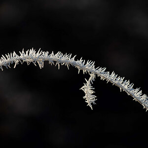 Frost in den Seewiesen 6.jpg