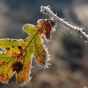 Eisblatt 2.jpg