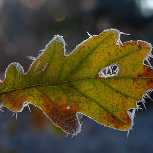 Eisblatt 4.jpg