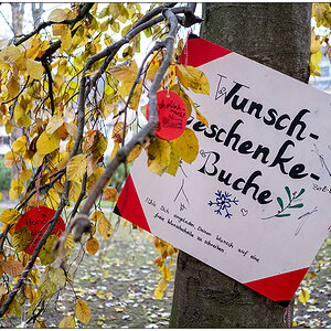 524 Wunschbuche im Kieler Schrevenpark