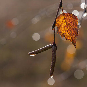Blüten, Knospen und ein altes Blatt.jpg