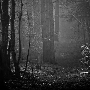 Ein dunkler Tag im Wald BW.jpg