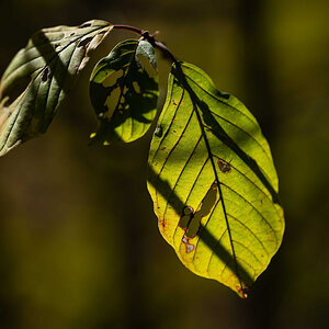 Licht und Schatten.jpg