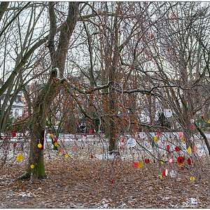 547 Schrevenpark Wunschbaum XIV