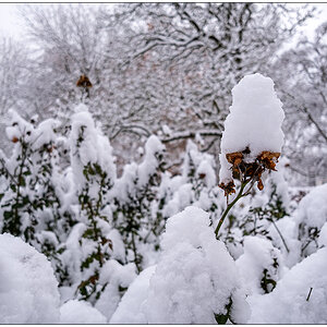 557 Schrevenpark – Hütchen-Winterzauber