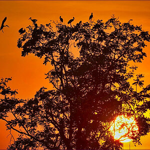 comp_2Birds-lumi.jpg
