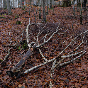 Buchenwald mit Birkenholz