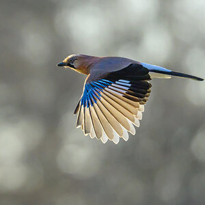NZ9_5112_Eichelhäher mit Bokeh_IA_12_2022.jpg
