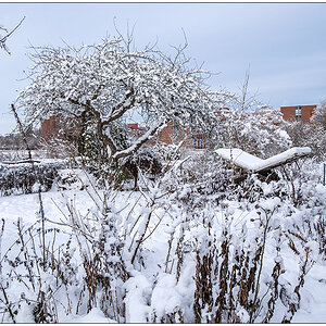 575 Bünte im Schnee am 4. Advent IV