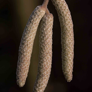 Haselblüte 5.jpg